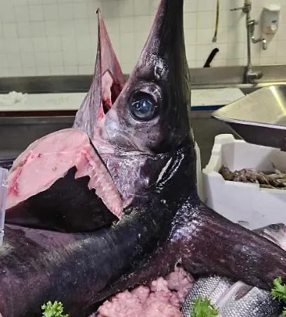 Stella Di Mare *